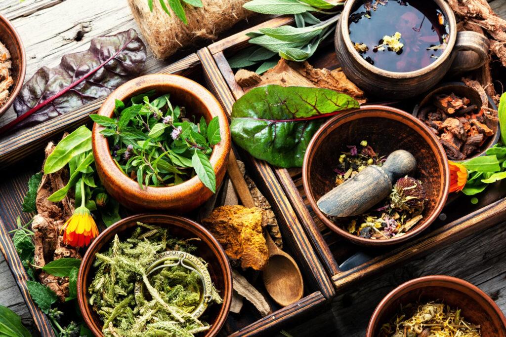 Natural Nourishment: Exploring Herbal Medicinal Products in the Philippines